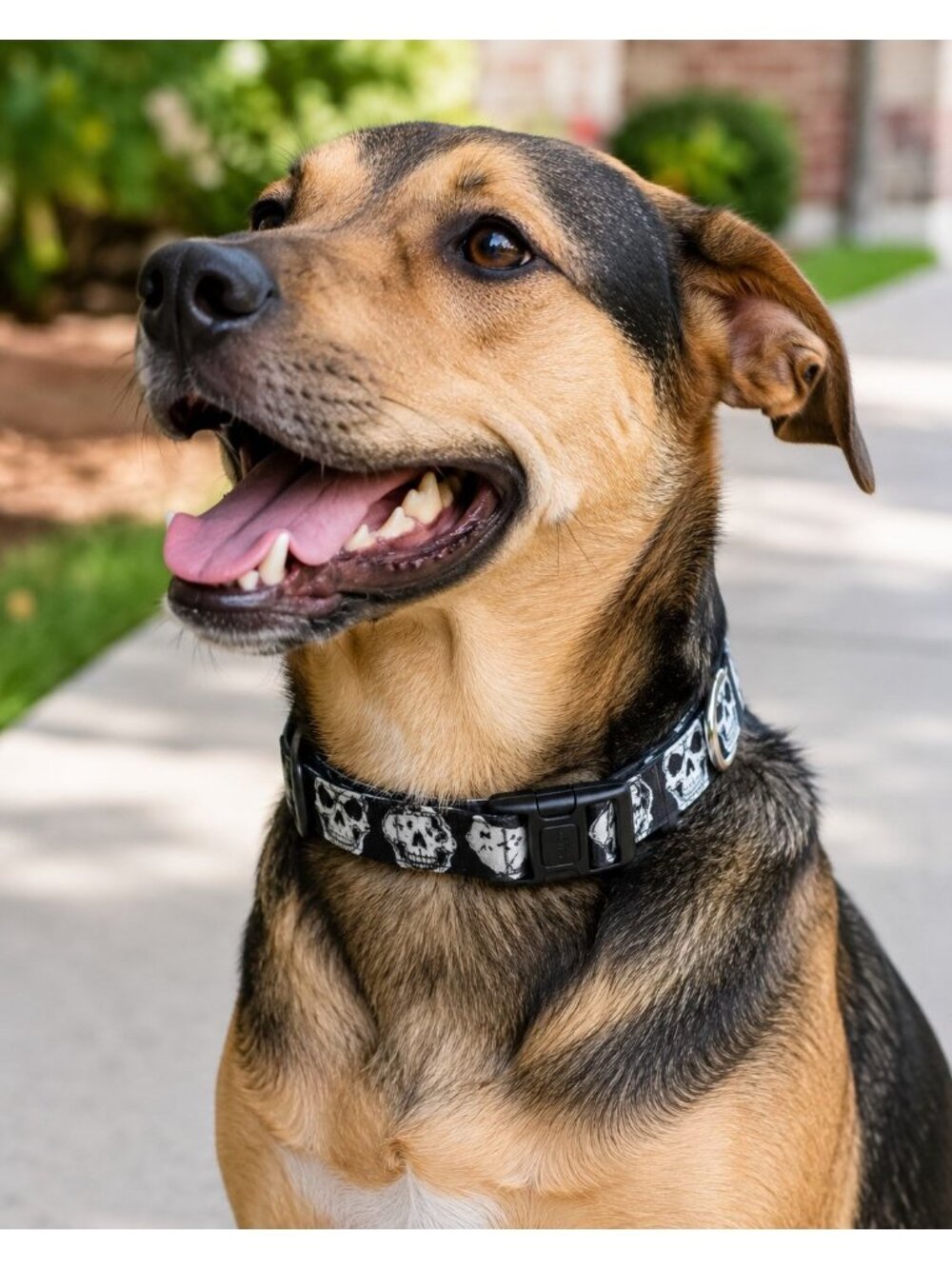 Skull Pattern Dog Collar 14"-20" Adjustable Medium Coastal Pet Black & White
